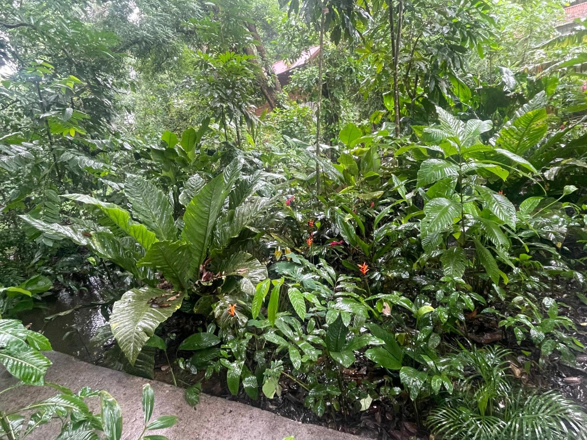 Casa Jaguar Tortuguero Villa Luaran gambar